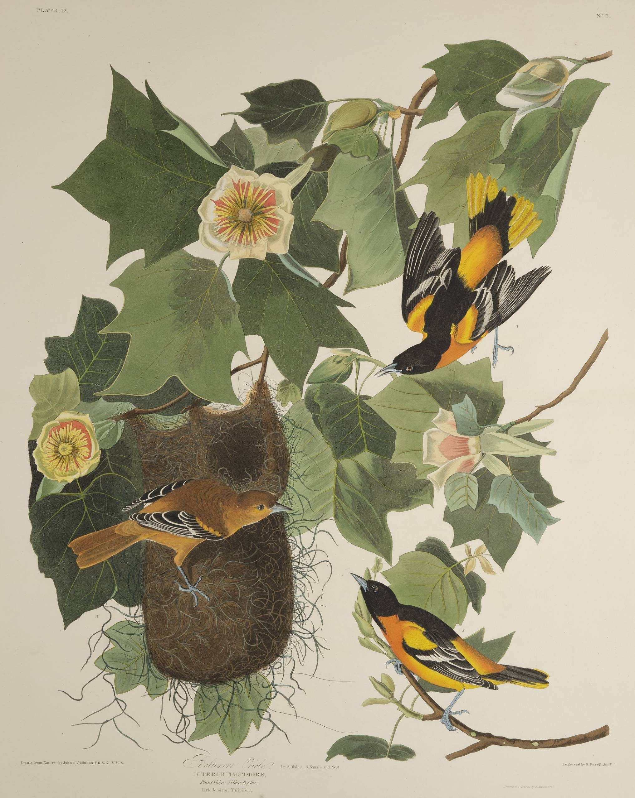 A vintage botanical illustration showing Baltimore oriole birds among flowering plants, including passion flowers, and their nest.
