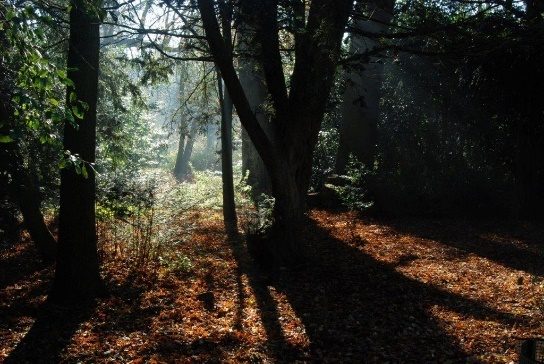 This image depicts a sun-dappled forest scene. Shafts of sunlight are breaking through the dense tree canopy, creating dramatic contrasts between light and shadow on the forest floor. The ground is covered in fallen autumn leaves, giving a warm, golden glow to the scene.