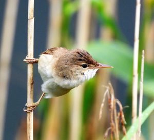 close-up shot of a small brown and white songbird, likely a wren or sparrow, perched on a wooden post against a blurred green background.