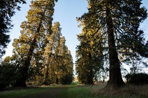 A scenic view of a tree-lined path or alley, with tall trees forming an avenue through a grassy area in the foreground, against a clear blue sky.