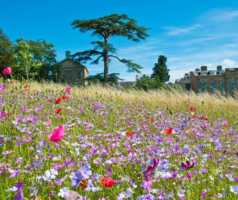 A scenic view of Compton Verney's vibrant flower meadow with poppies, cornflowers, and other wildflowers in front of a large cedar tree.