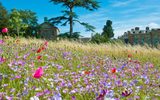 A scenic view of Compton Verney's vibrant flower meadow with poppies, cornflowers, and other wildflowers in front of a large cedar tree.