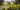 CA0007_Daffodils-aspect-ratio-2-1