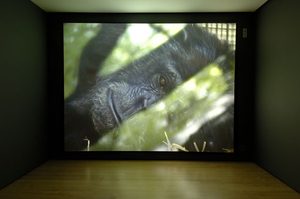 Chimp