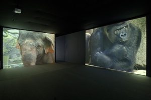 Gorilla_Elephant