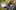 Bird-Identification-course-2-1-aspect-ratio-2-1